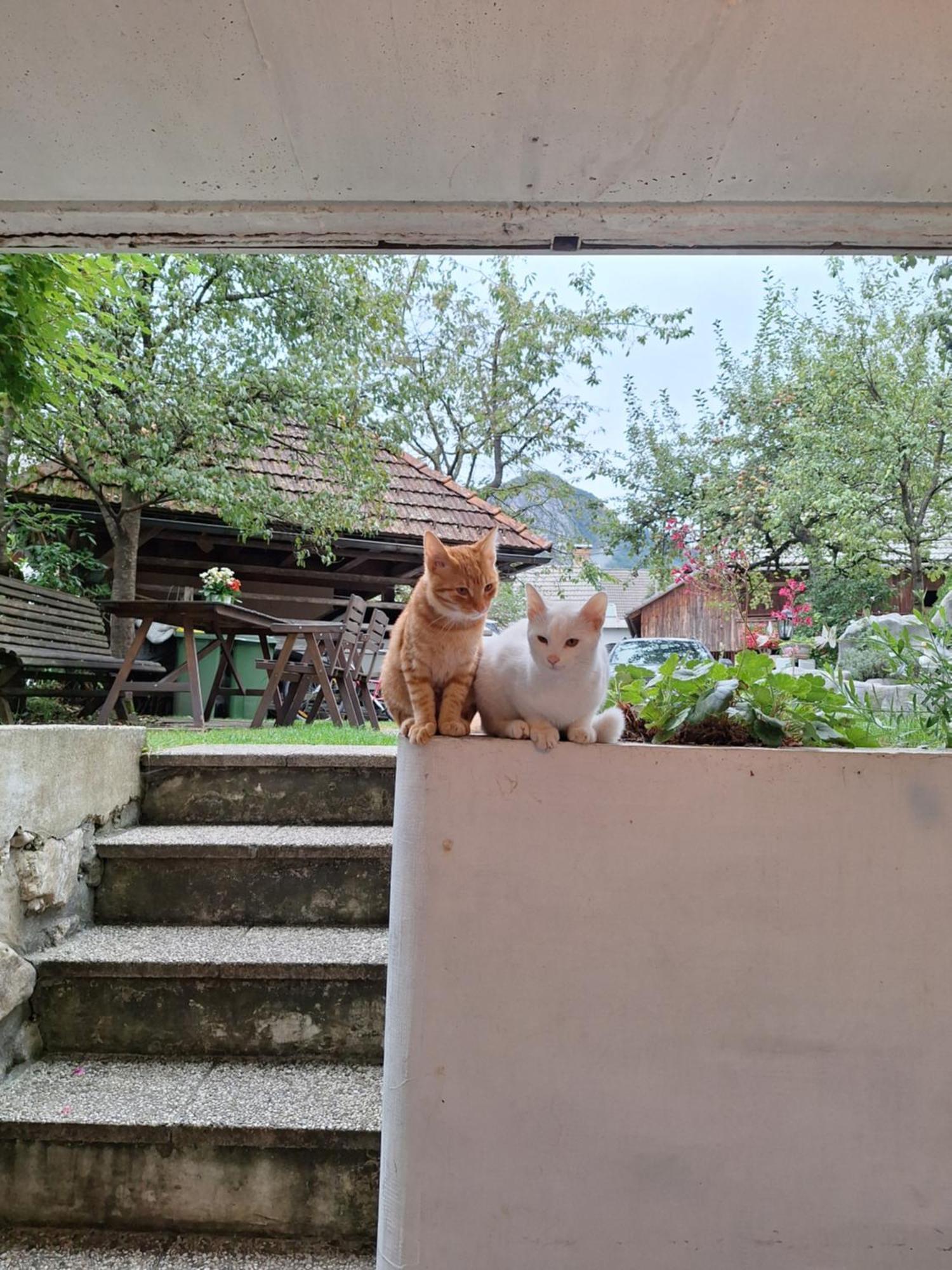 Apartmaji Marinka Hodnik Bohinj Εξωτερικό φωτογραφία
